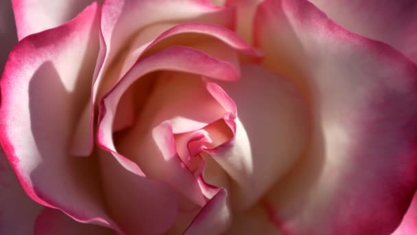 Magentafärgade rosa vinröd krämig ros blomknopp närbild — Stockvideo