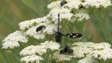 Siyah kelebek polen siyah yakınındaki çiçek alarak beyaz noktalar kanatlı