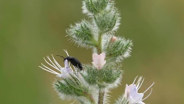 Fekete rovar ül a virágok, a zöld bokor területén — Stock videók