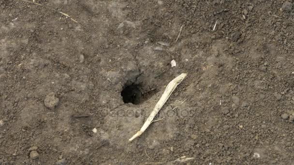 Grote mieren bouwen een mierenhoop onder de grond — Stockvideo