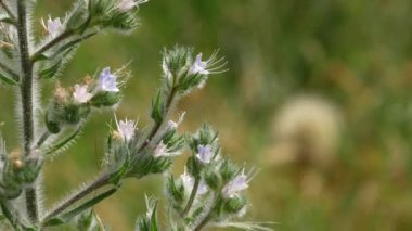 Küçük uçan kelebek alanında bir yeşil çalı çiçeklerden polen alır