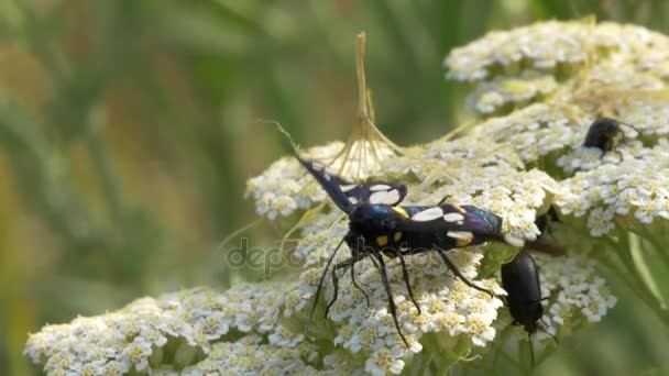 Mariposa negra con rayas amarillas tomando polen de flor con insectos negros — Vídeos de Stock