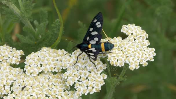 Черная бабочка с белыми точками и желтыми полосками, берущая пыльцу цветка — стоковое видео