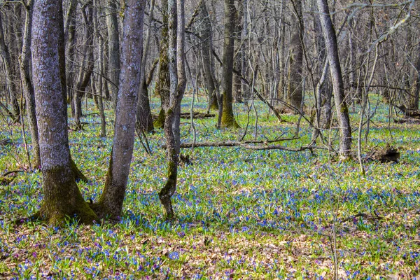 İlkbaharda bahar ormanı karları