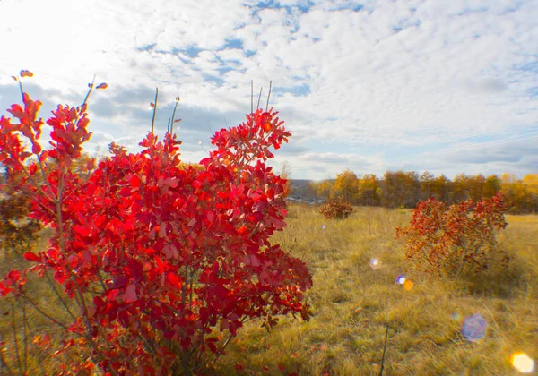 Rus eyaletinin manzarası. Düş.