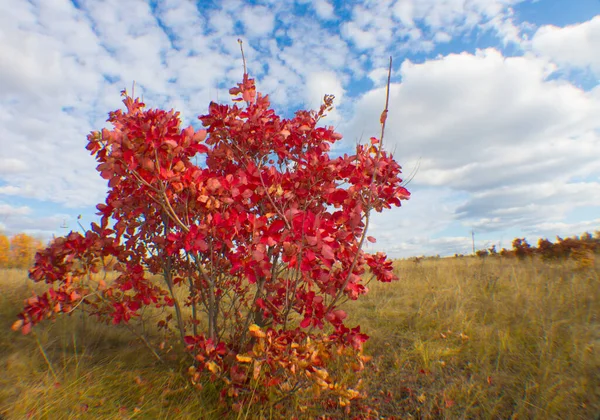 Rus eyaletinin manzarası. Düş.