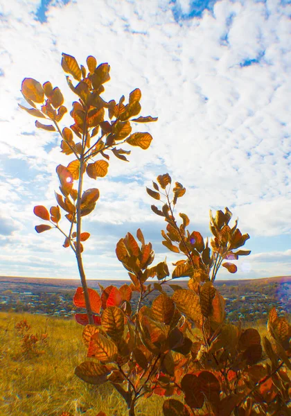 Rus eyaletinin manzarası. Düş.
