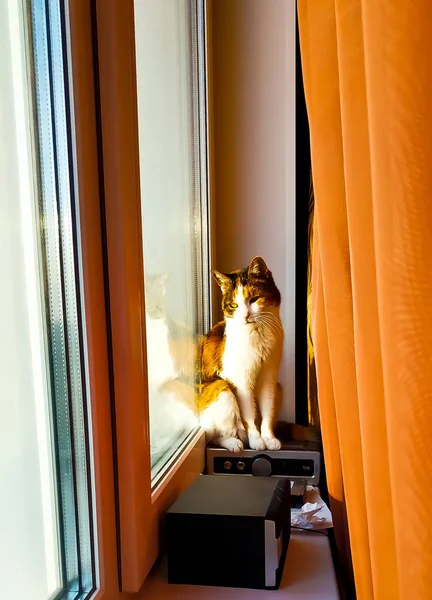 yerel üç renkli kedi duvar arkaplanına yakın plan