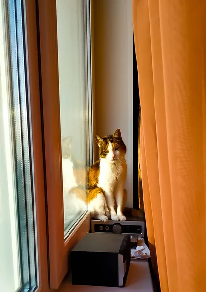 Domowe Trójkolorowy Kot Zbliżenie Tle Ściany — Zdjęcie stockowe