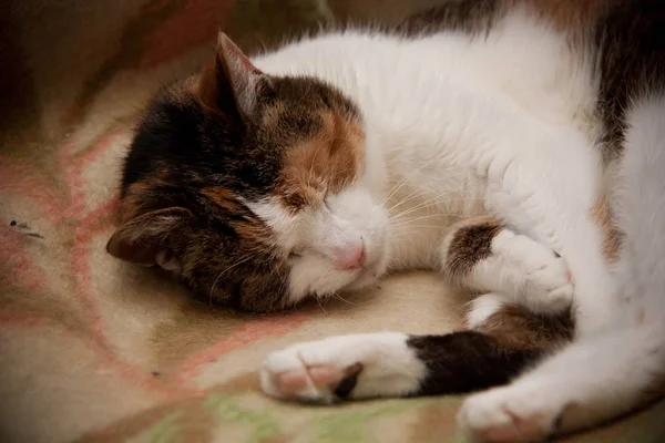 Трёхцветная Кошка Лежит Одеяле Крупным Планом — стоковое фото