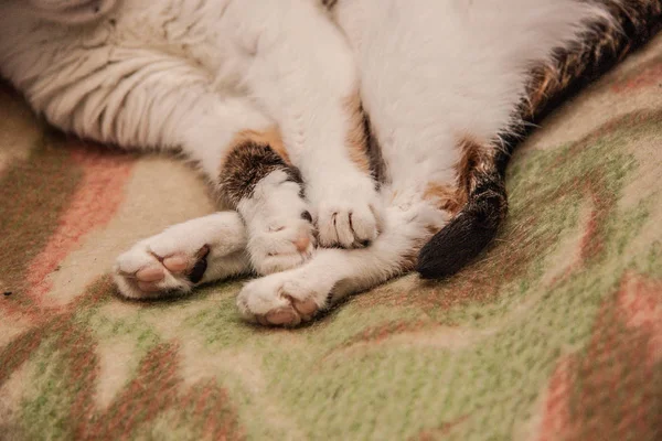 Tricolor Cat Lies Blanket Close — Stock Photo, Image