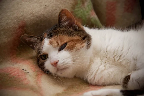 Трёхцветная Кошка Лежит Одеяле Крупным Планом — стоковое фото