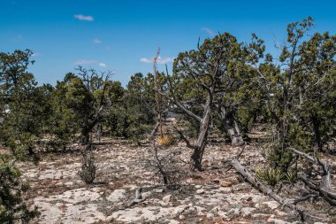 coniferous city park in america under a blue sky