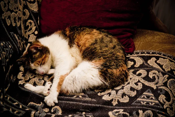 Tricolor Gato Encontra Cobertor Close — Fotografia de Stock