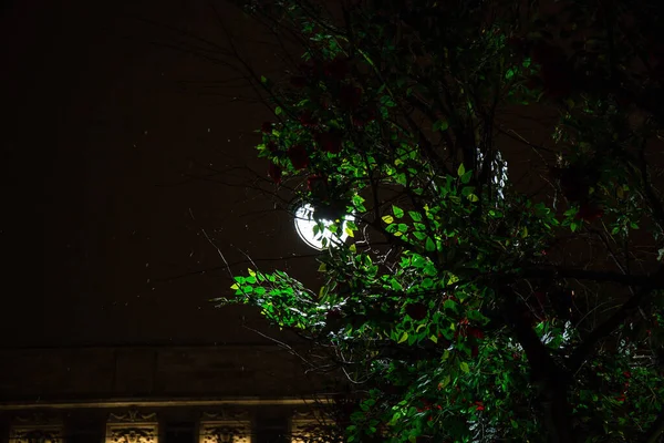 Arbres Dans Parc Hiver Sont Décorés Avec Des Branches Roses — Photo