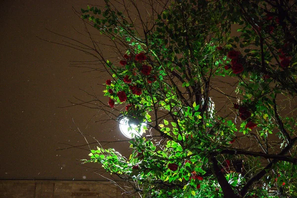 Árvores Parque Inverno São Decorados Com Ramos Rosas — Fotografia de Stock