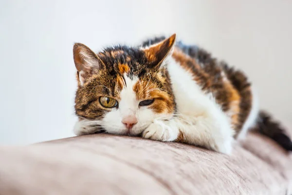 Tricolor Kitten Lies Pillow — Stock Photo, Image