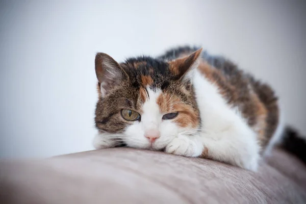 Tricolor Kitten Lies Pillow — Stock Photo, Image