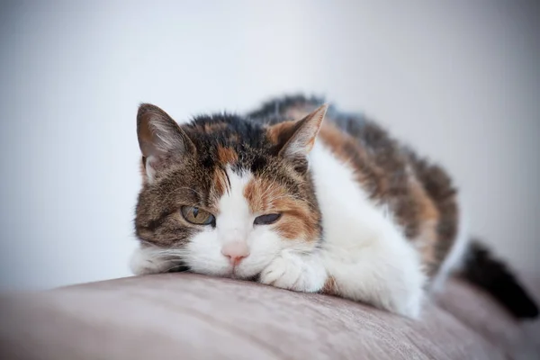 Tricolor Kitten Lies Pillow — Stock Photo, Image