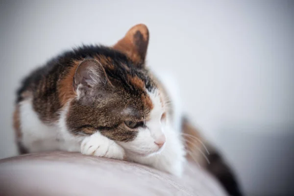 Tricolor Kitten Lies Pillow — Stock Photo, Image