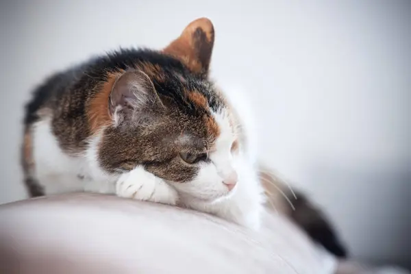 Tricolor Kitten Lies Pillow — Stock Photo, Image