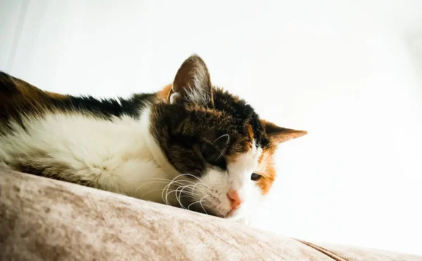 Tricolor Kitten Lies Pillow — Stock Photo, Image