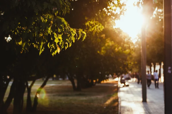 Sunny sokak yeşil güzel yaprakları ile 