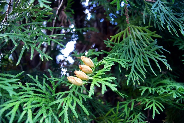 Thuja grüner Kegel auf einem Ast — Stockfoto