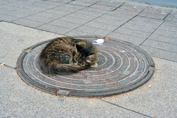 Gato deslizándose en la escotilla. Gatito solitario sin hogar en la calle — Foto de Stock