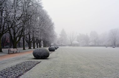Dalları kaplı hoar-frost parkta bir kış günü
