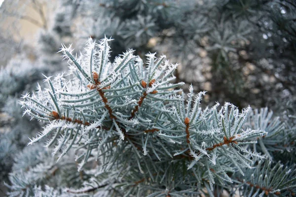 Blue spruce branches and needles covered with frost — Stock Photo, Image