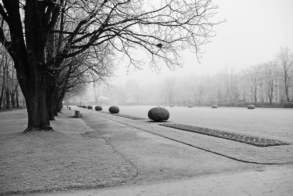 冬の日の公園でカバーされる枝霜霜 — ストック写真
