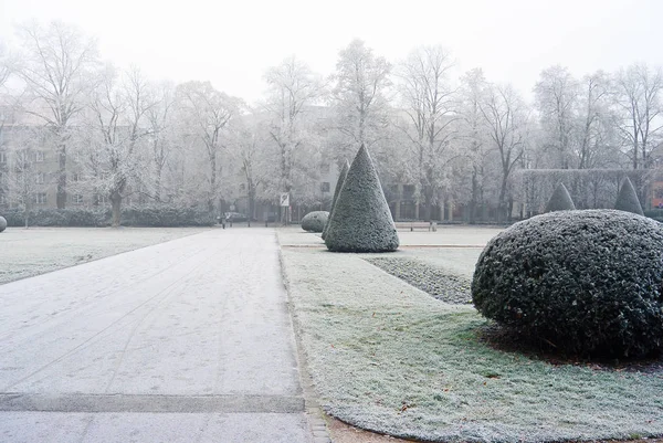 Branches couvertes de givre blanc dans le parc un jour d'hiver — Photo