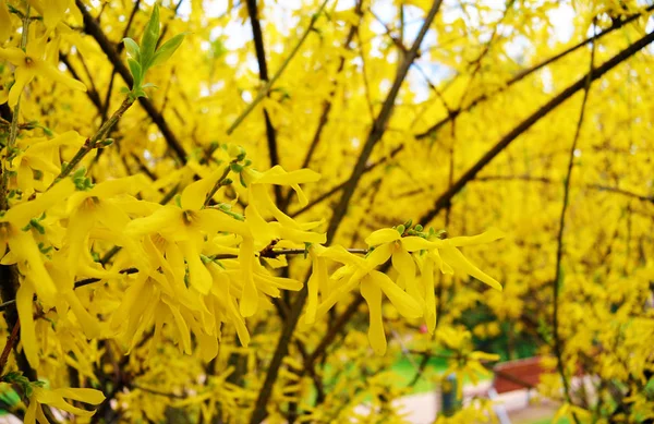 Bloeiende forsythia in het voorjaar, gele achtergrond — Stockfoto