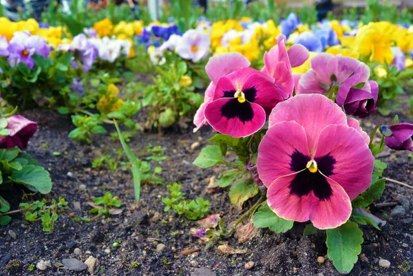 Flowerbed with many pansies. flower background — Stock Image Flowerbed with many pansies. flower background Stock Image