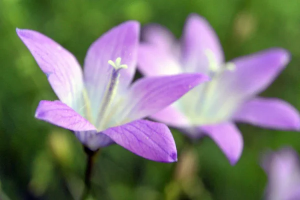 Menekşe çan çiçeği campanula ile arka plan bulanıklık — Stok fotoğraf
