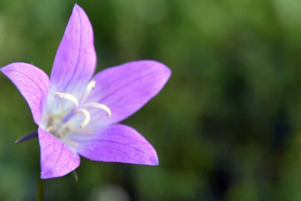 Fondo desenfoque con campana violeta flor campanula — Foto de Stock