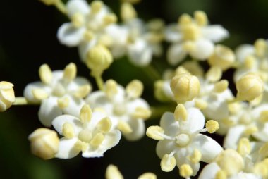 Küçük beyaz çiçekler, arka plan bulanık makro çekim