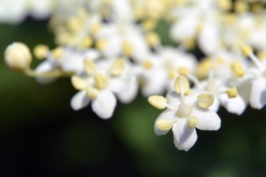 Küçük beyaz çiçekler, arka plan bulanık makro çekim