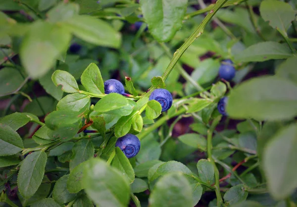 wild bush of blueberry with fruits selective focus