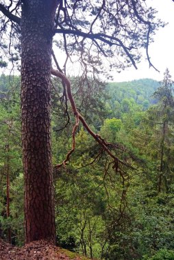 Orman dallarında Dolaşıklık aracılığıyla görüntülemek