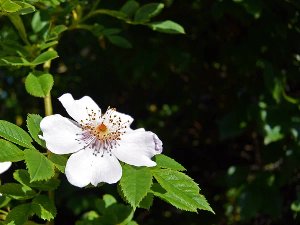 Close-up of a white wild rose on a dark background — Stock Photo, Image