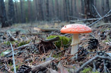 Kırmızı sinek agaric mantar amanita sonbahar ormandaki.
