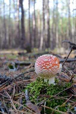 Kırmızı sinek agaric mantar amanita sonbahar ormandaki.