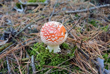 Kırmızı sinek agaric mantar amanita sonbahar ormandaki.