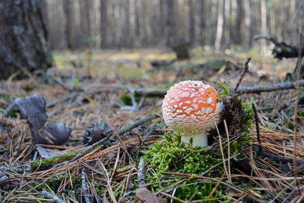 Kırmızı sinek agaric mantar amanita sonbahar ormandaki.