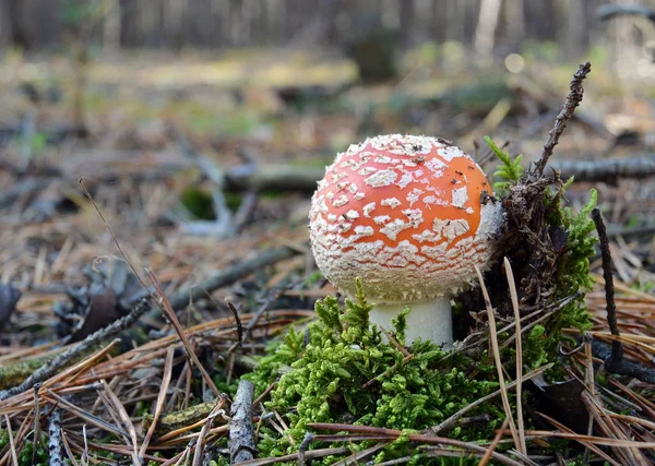 Kırmızı sinek agaric mantar amanita sonbahar ormandaki.