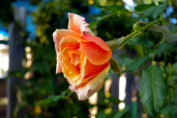 Oranje mooie roos — Stockfoto