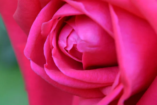 Pozadí s detailním pohledu krásné růžové růže — Stock fotografie