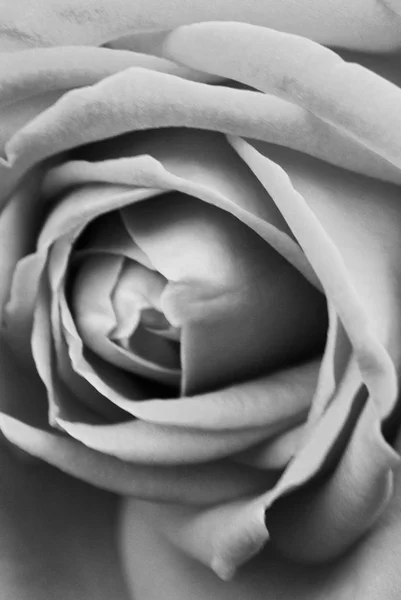 BW м'який фон з трояндовою квіткою — стокове фото